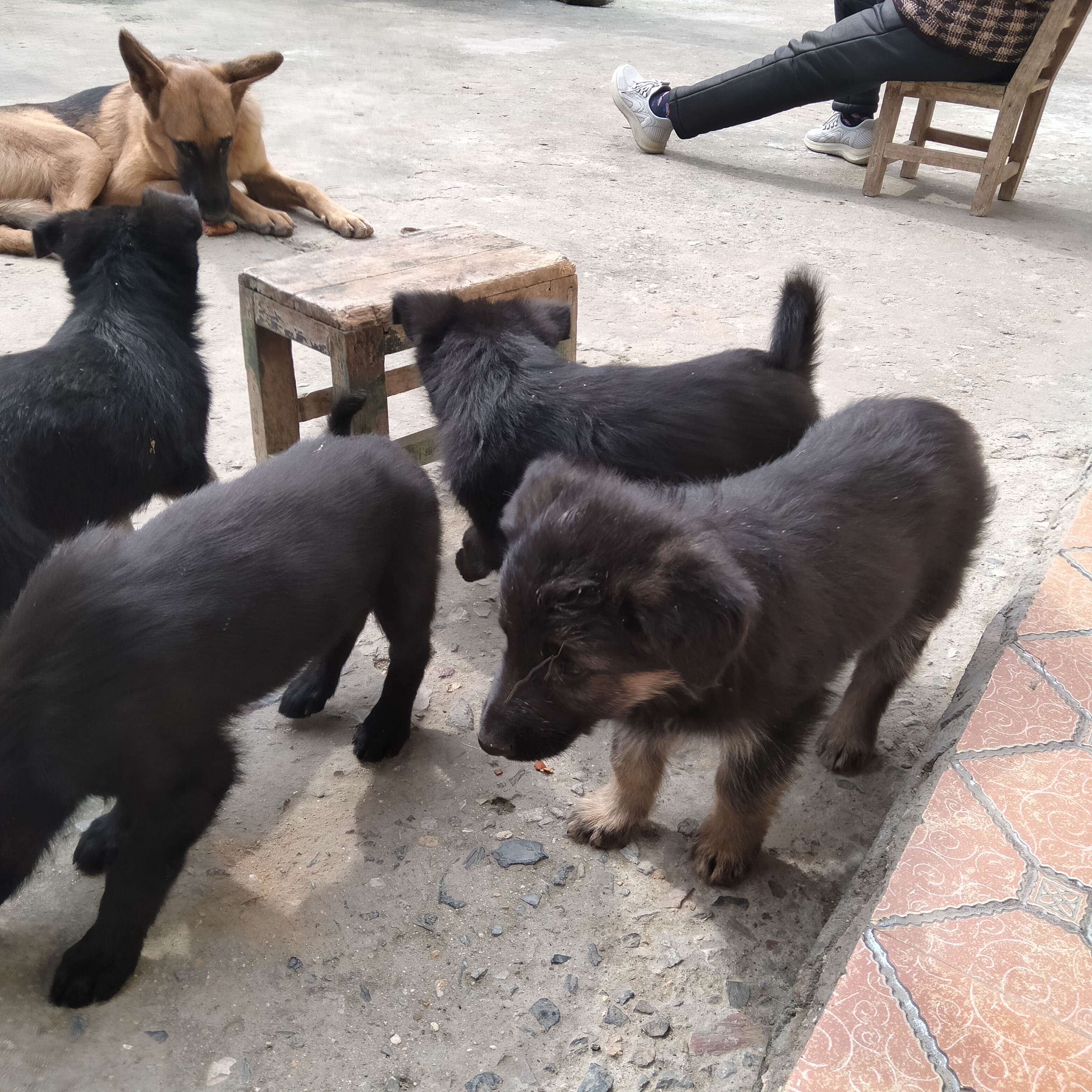 超萌可爱，看家护院，不错的选择